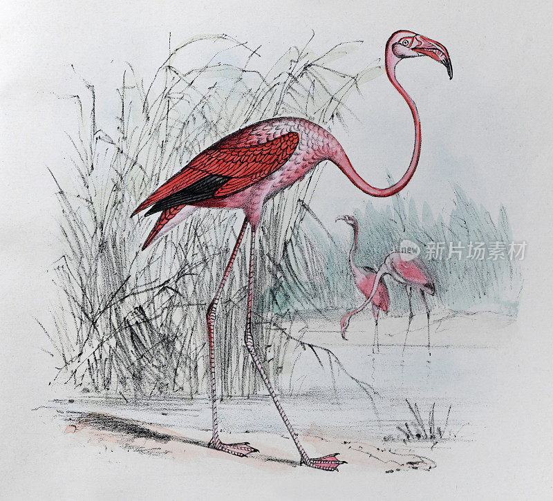 大火烈鸟(Phoenicopterus roseus) -复古彩色插图
